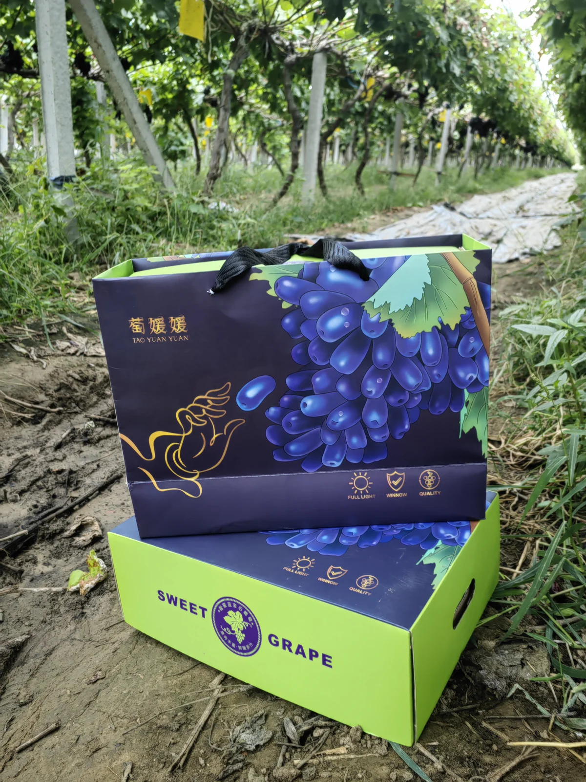 三河市恒昌家庭农场葡萄礼盒